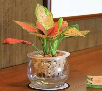 宁波镇海绿化修剪公司