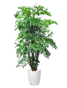 宁波花木出租方案 宁波花木出租方案